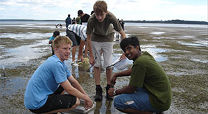 Mud flat ecology students investigating whelk behaviour. 